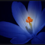 Inner Beauty