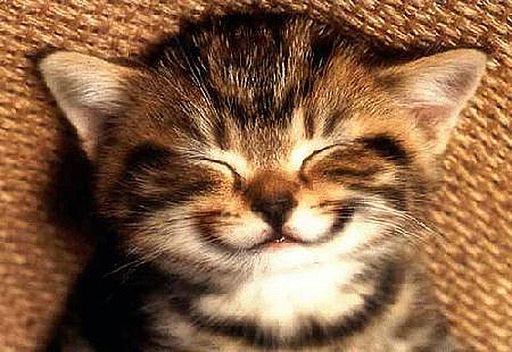 smiling kitten